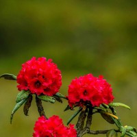 Rhododendron arboreum subsp. zeylanicum (Booth) Tagg